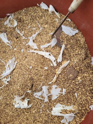 박치문님의 블루베리 · 영농일지 작성글 사진