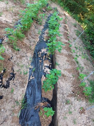 형남영님의 감자 · 영농일지 작성글 사진
