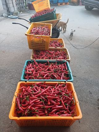 홍순오님의 고추 · 영농일지 작성글 사진