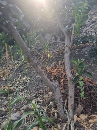 김용대님의 기타작물 · 영농일지 작성글 사진