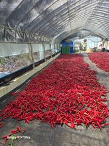 팜모닝 고추·영농일지 게시글 이미지