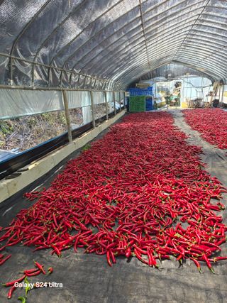 gigibae111님의 고추 · 영농일지 작성글 사진