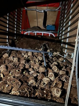 두릅나무15847님의 기타작물 · 영농일지 작성글 사진