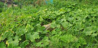 Kns4324님의 기타작물 · 영농일지 작성글 사진