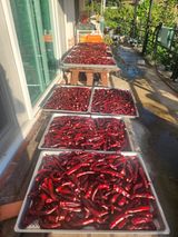 팜모닝 고추·영농일지 게시글 이미지