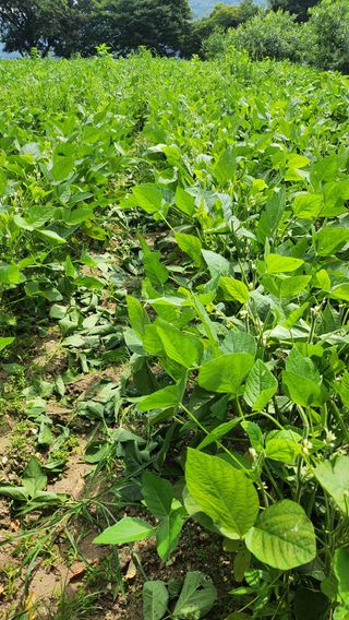 남상호 님의 콩 · 영농일지 작성글 사진