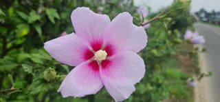 구춘봉님의 벼 · 영농일지 작성글 사진