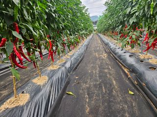 경달현님의 고추 · 영농일지 작성글 사진