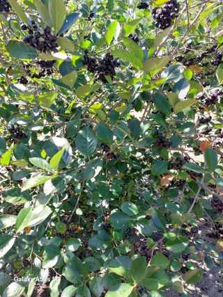 손길준님의 사과 · 영농일지 작성글 사진