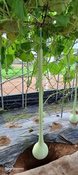 팜모닝 기타작물·영농일지 게시글 이미지