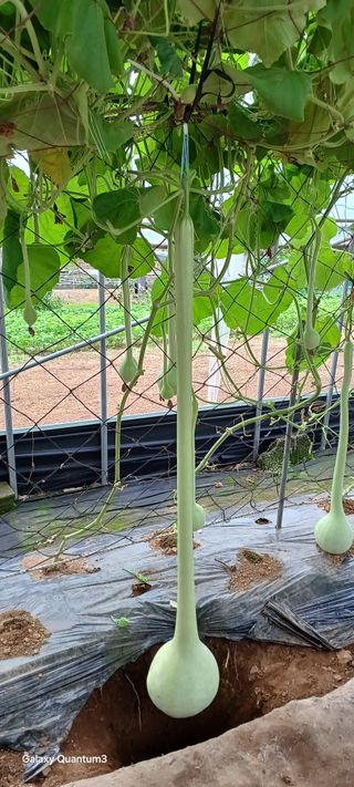 황인동님의 기타작물 · 영농일지 작성글 사진