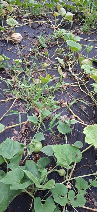 우철님의 기타작물 · 영농일지 작성글 사진