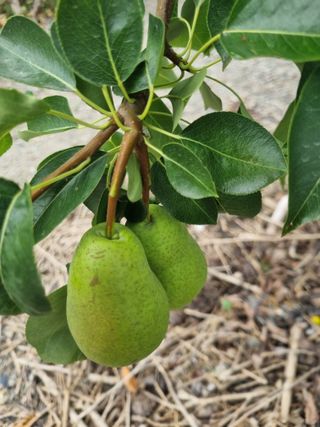 김용대님의 기타작물 · 영농일지 작성글 사진