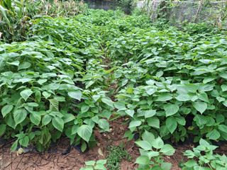 체리123님의 들깨 · 영농일지 작성글 사진