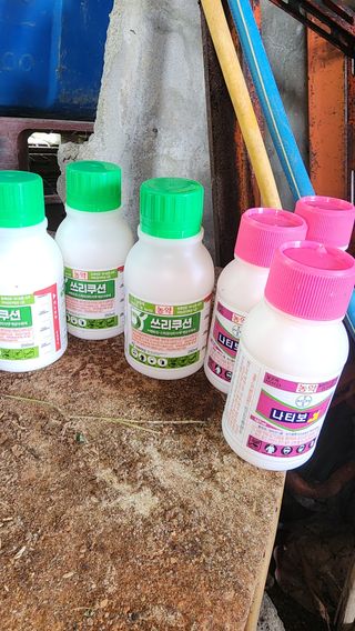 김종포님의 감 · 영농일지 작성글 사진