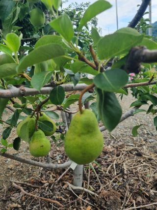 김용대님의 기타작물 · 영농일지 작성글 사진