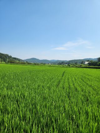 김영옥님의 기타작물 · 영농일지 작성글 사진