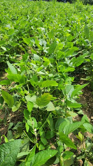 남상호 님의 콩 · 영농일지 작성글 사진