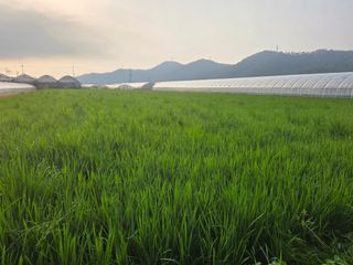 정조연님의 기타작물 · 영농일지 작성글 사진