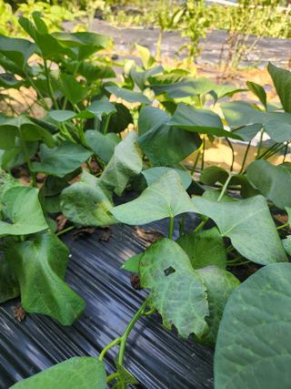 김영옥님의 기타작물 · 영농일지 작성글 사진