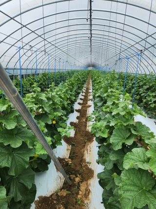 김저팔계님의 기타작물 · 영농일지 작성글 사진