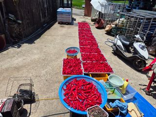 사천시향촌동 돼지띠님의 고추 · 영농일지 작성글 사진