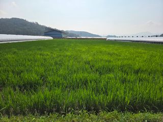 정조연님의 기타작물 · 영농일지 작성글 사진