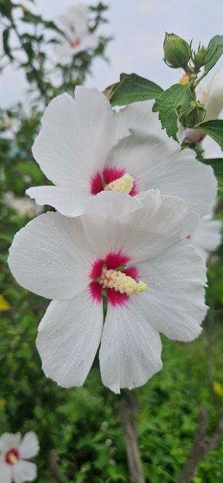 구춘봉님의 벼 · 영농일지 작성글 사진