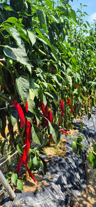 강성분님의 고추 · 영농일지 작성글 사진