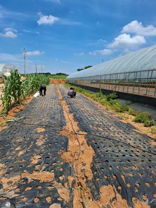 결단이님의 파 · 영농일지 작성글 사진