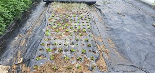 박상중님의 참깨 · 영농일지 작성글 사진