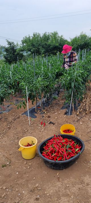 김안재님의 고추 · 영농일지 작성글 사진