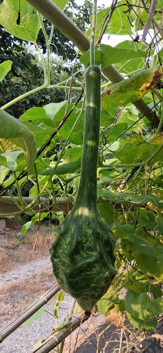 우철님의 기타작물 · 영농일지 작성글 사진