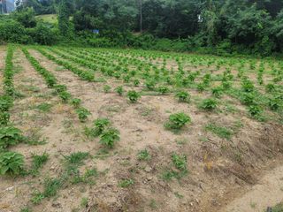 이혜정님의 들깨 · 영농일지 작성글 사진