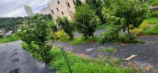 박종화님의 기타작물 · 영농일지 작성글 사진