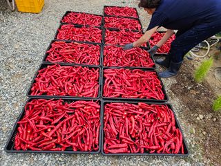 경달현님의 고추 · 영농일지 작성글 사진