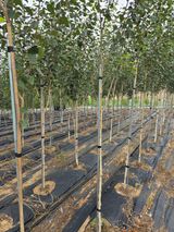 팜모닝 기타작물·영농일지 게시글 이미지