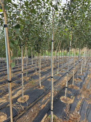 청주자작나무님의 기타작물 · 영농일지 작성글 사진