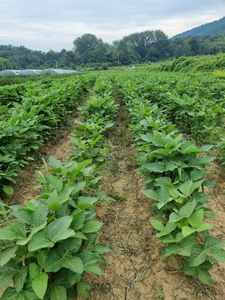 논산푸른팜님의 콩 · 영농일지 작성글 사진