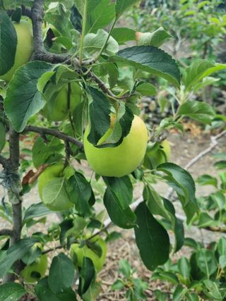 김용대님의 기타작물 · 영농일지 작성글 사진