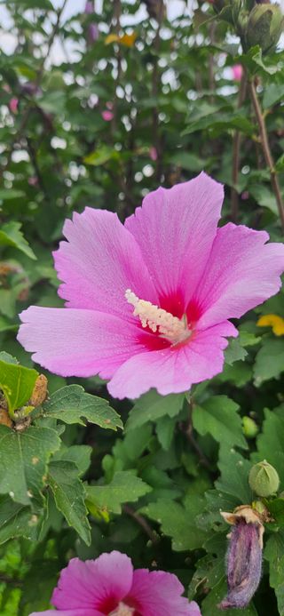 구춘봉님의 벼 · 영농일지 작성글 사진