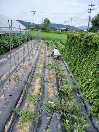 백영호님의 고추 · 영농일지 작성글 사진