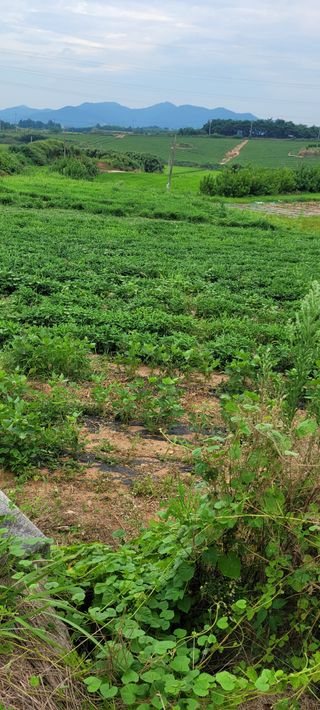 김동제님의 기타작물 · 영농일지 작성글 사진