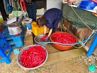 경달현님의 고추 · 영농일지 작성글 사진