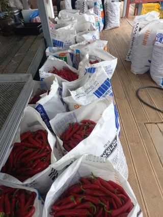 박린님의 고추 · 영농일지 작성글 사진