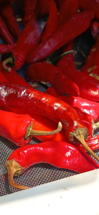 손성금님의 고추 · 영농일지 작성글 사진