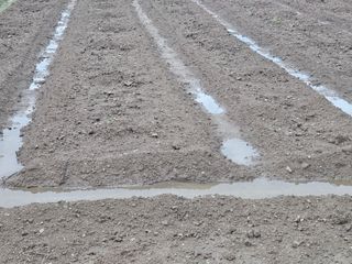 박원봉님의 콩 · 영농일지 작성글 사진