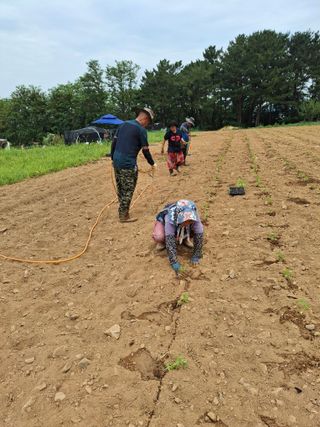 박진하님의 기타작물 · 영농일지 작성글 사진