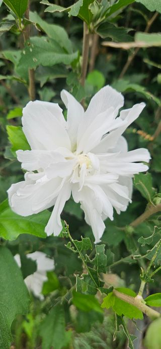 구춘봉님의 벼 · 영농일지 작성글 사진