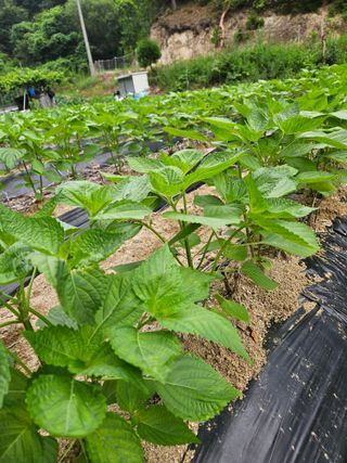 감7768님의 들깨 · 영농일지 작성글 사진